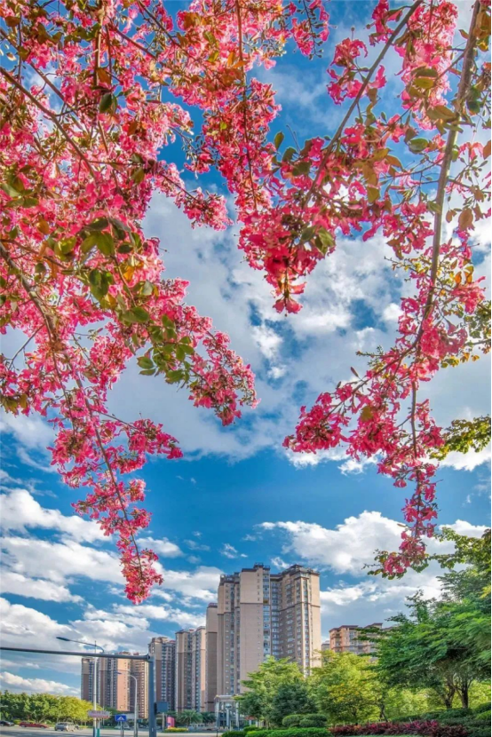 2024年第四届“巴山蜀水·运动必一体育平台川渝” 体育旅游休闲消费季(四川·攀枝花东区站)暨攀枝花阳光康养节即将启幕(图9) 2024年第四届“巴山蜀水·运动必一体育平台川渝” 体育旅游休闲消费季(四川·攀枝花东区站)暨攀枝花阳光康养节即将启幕(图9)