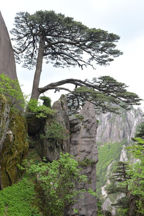 黄山旅行社推荐黄山一日游最佳路线导游领游客去丝绸专卖(图2)