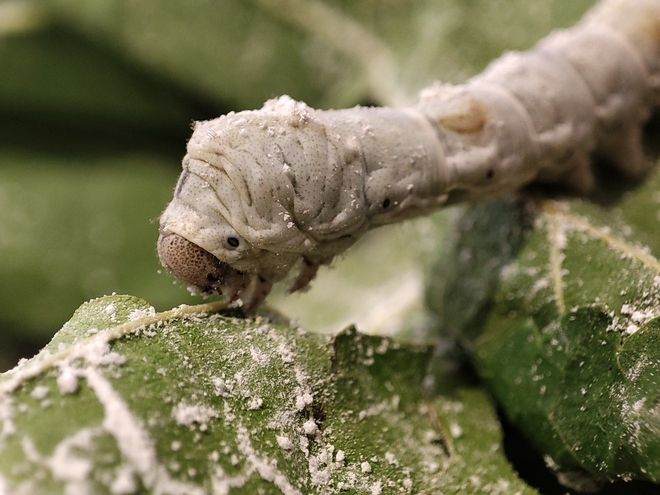 黄山旅行社推荐黄山一日游最佳路线导游领游客去丝绸专卖(图5)